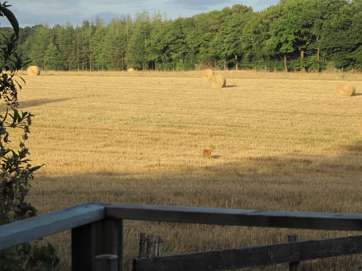 Gîte "Le Champ du Bois"