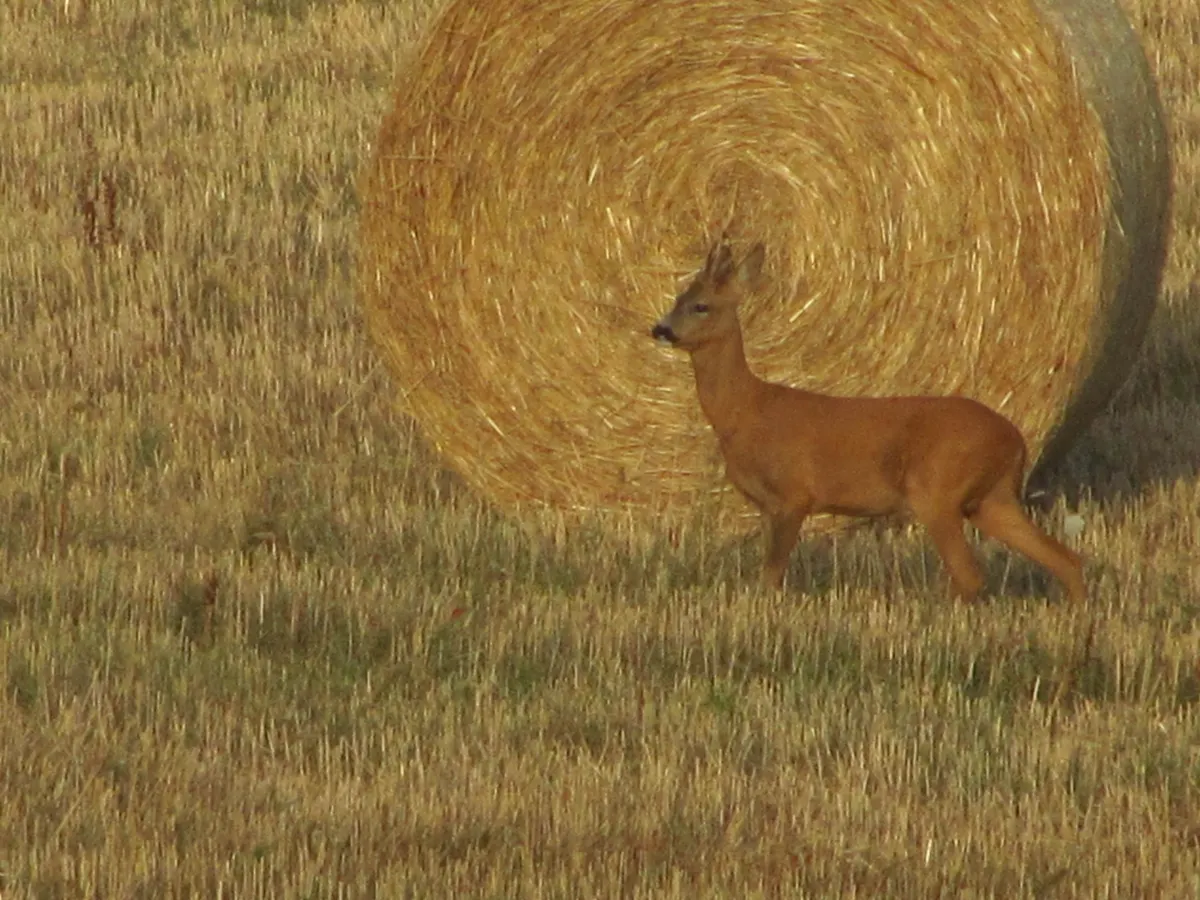 Gîte "Le Champ du Bois"