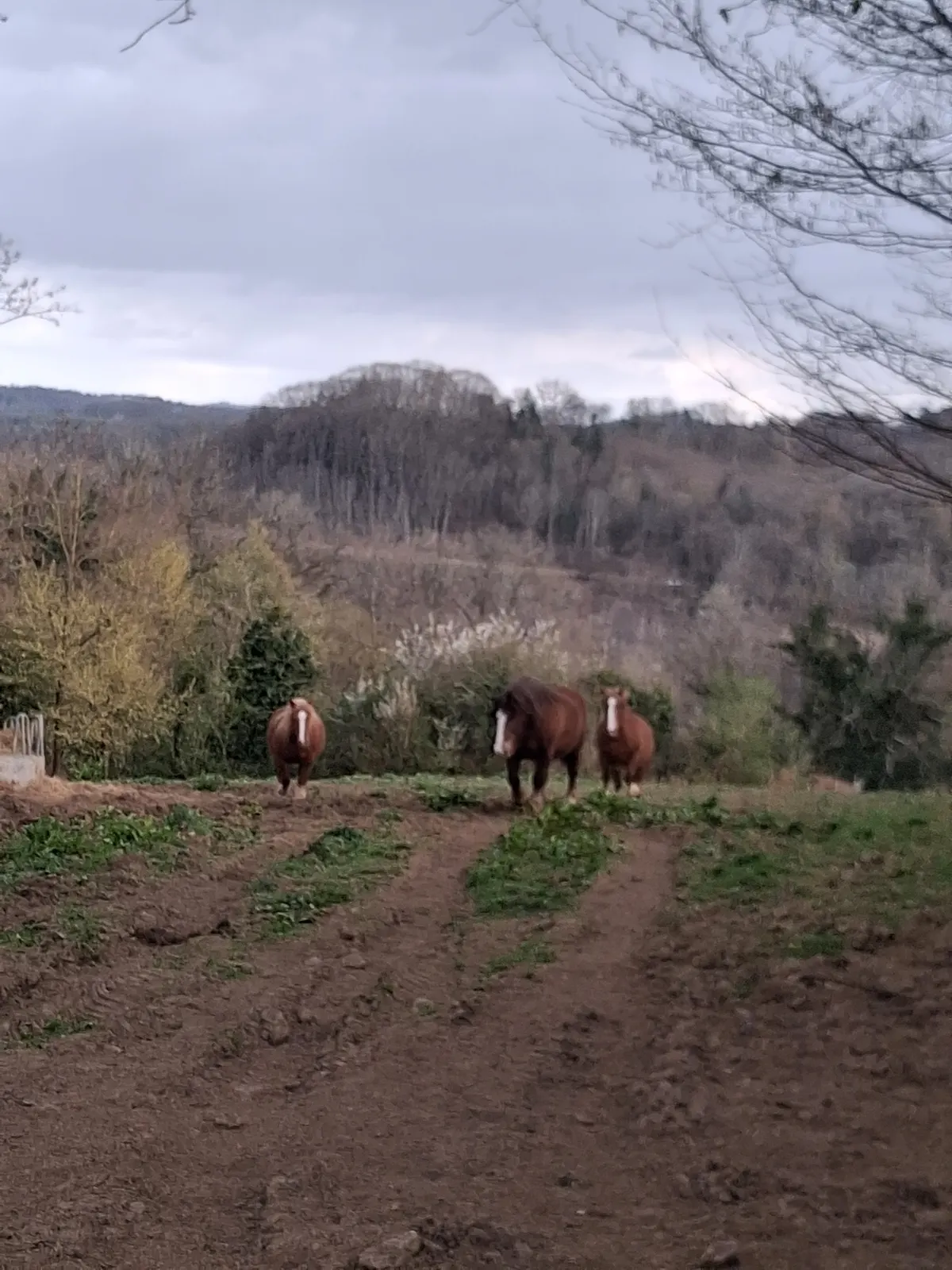 Gîte Le Gauliat Dumas