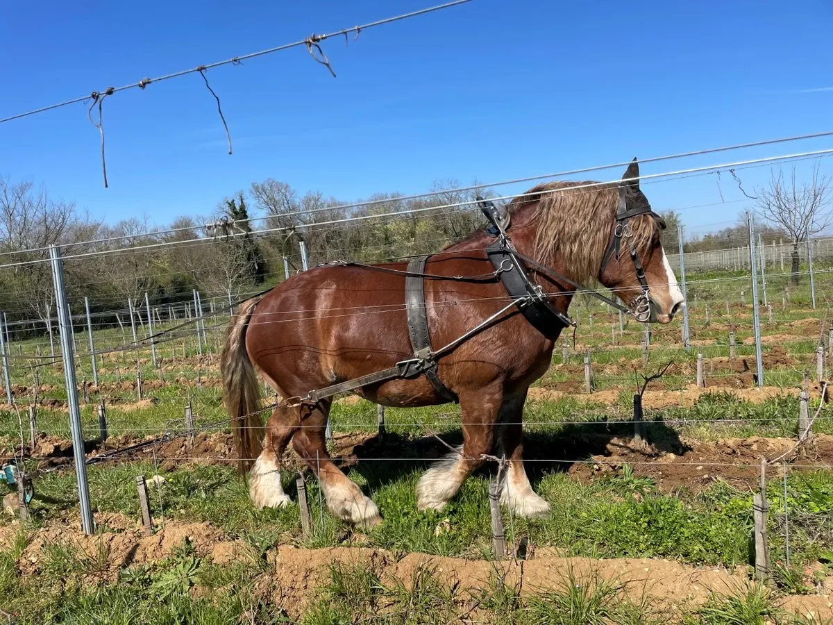 Grande maison de famille entre Auvergne et Forez piscine chauffée tennis chevaux sentier d'interprétation