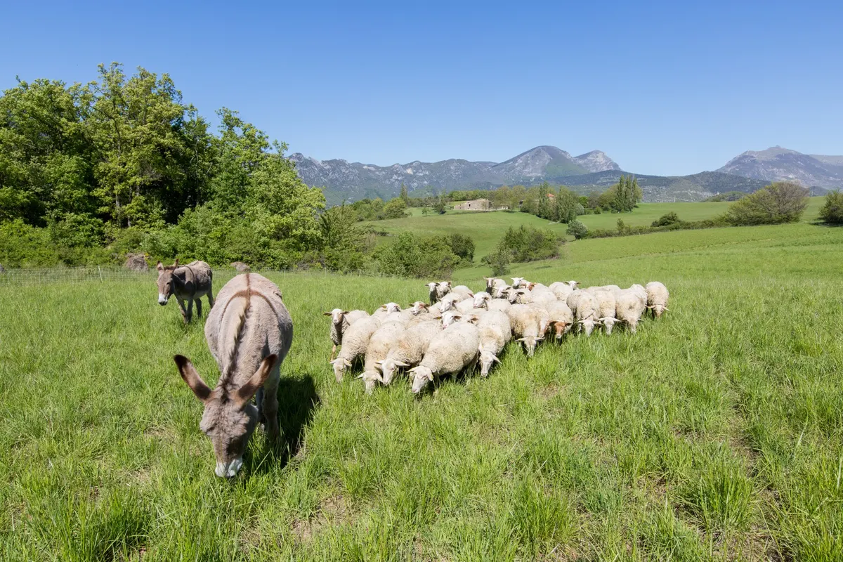 Ferme Bio Le Panicaut - Gîte Angèle